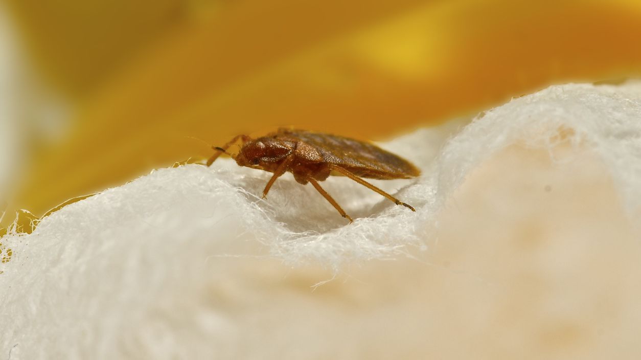 A Simple Way to Prevent Bed Bugs Do Your Laundry While on Vacation