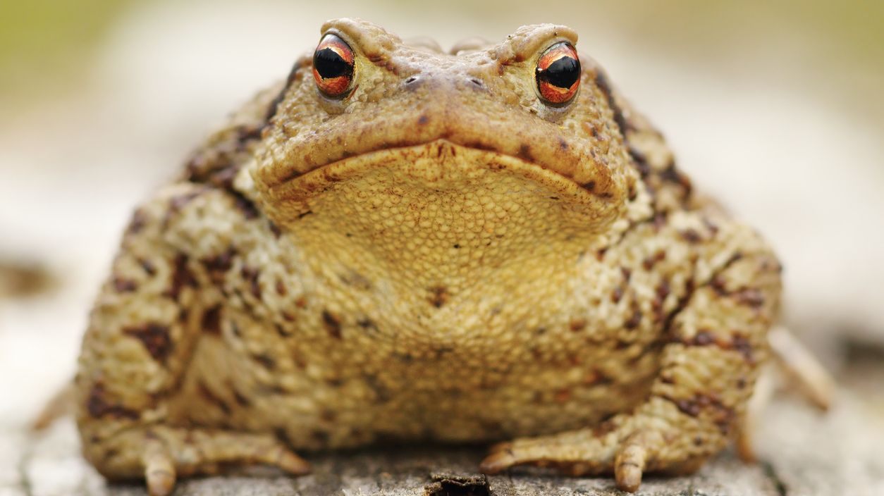 No, You Won't Get Warts From Touching a Toad Mental Floss