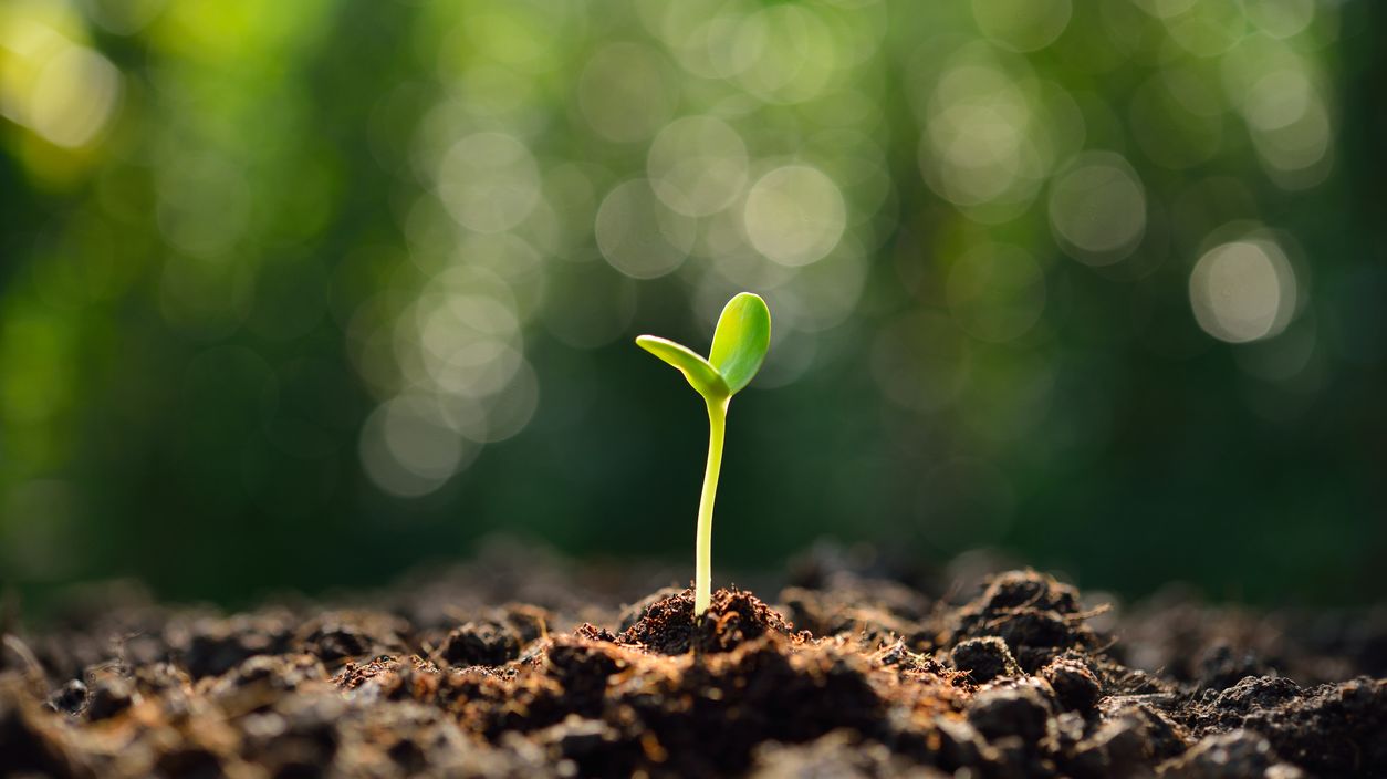 125 Million Years Ago, One of the World's Very First Flowers Bloomed