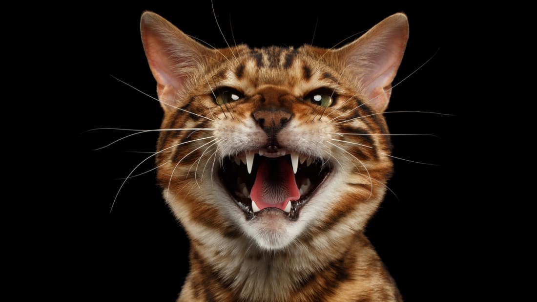 iStock