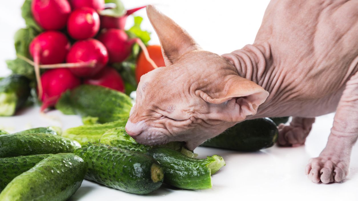 cat eats cucumber