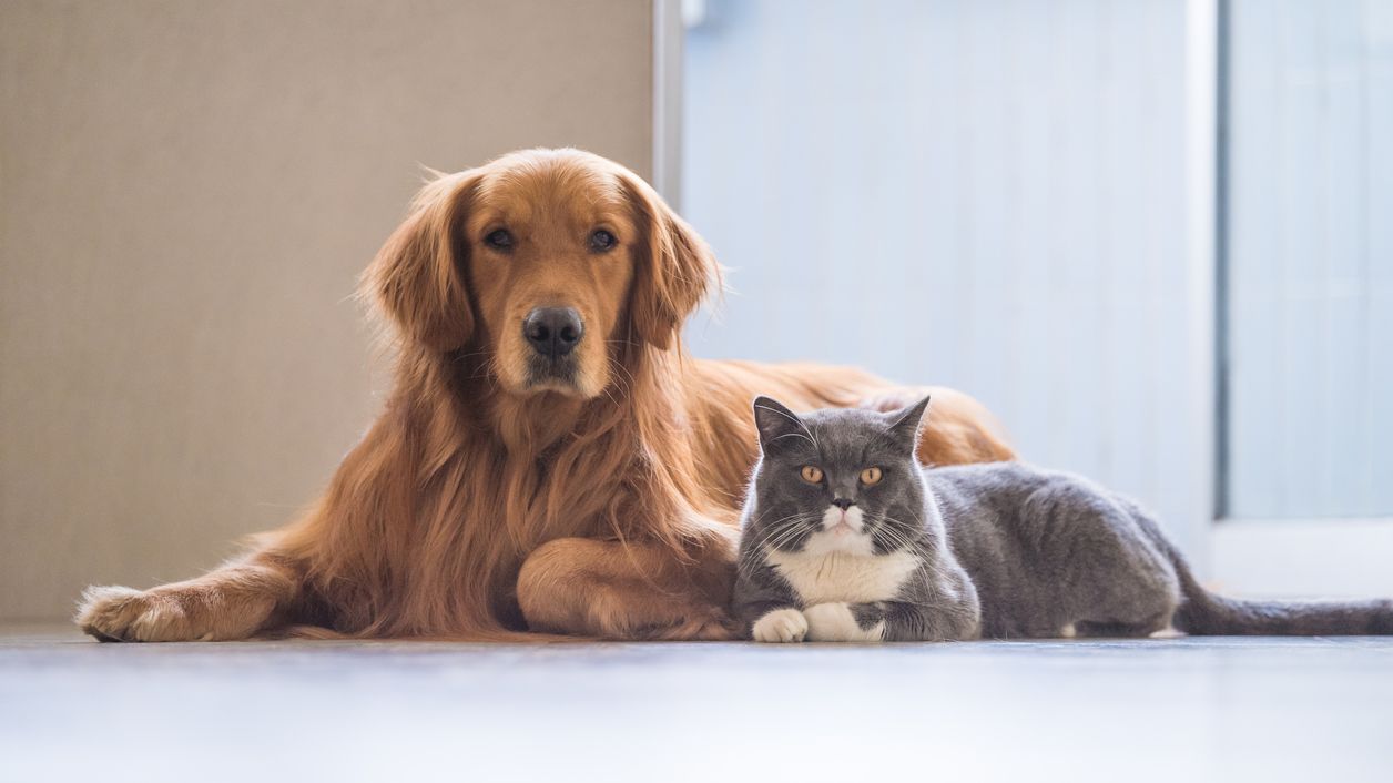 breeds of dogs that get along with cats