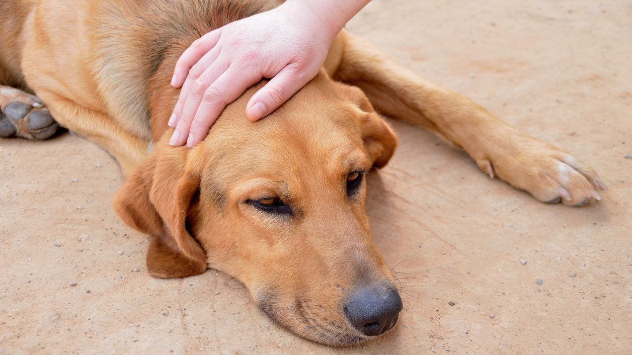Caring for a Sick Animal Can Lead to Anxiety and Depression, Study