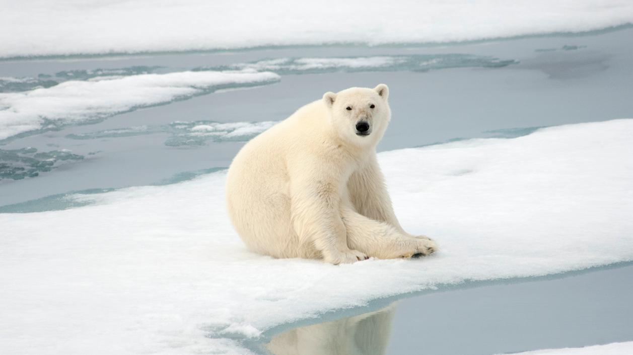 Watch How Researchers Are Tracking Polar Bears In Russia Mental Floss Watch how researchers are tracking polar bears in russia mental floss