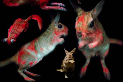 J. Martin and E. Olson, Northland College; from Olson et al. 2021, Scientific Reports