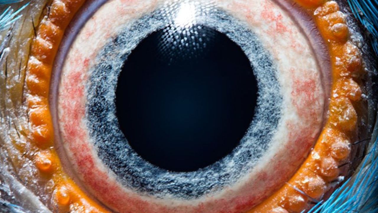 Photographer's Up-Close Images of Animal Eyes Will Have You Seeing