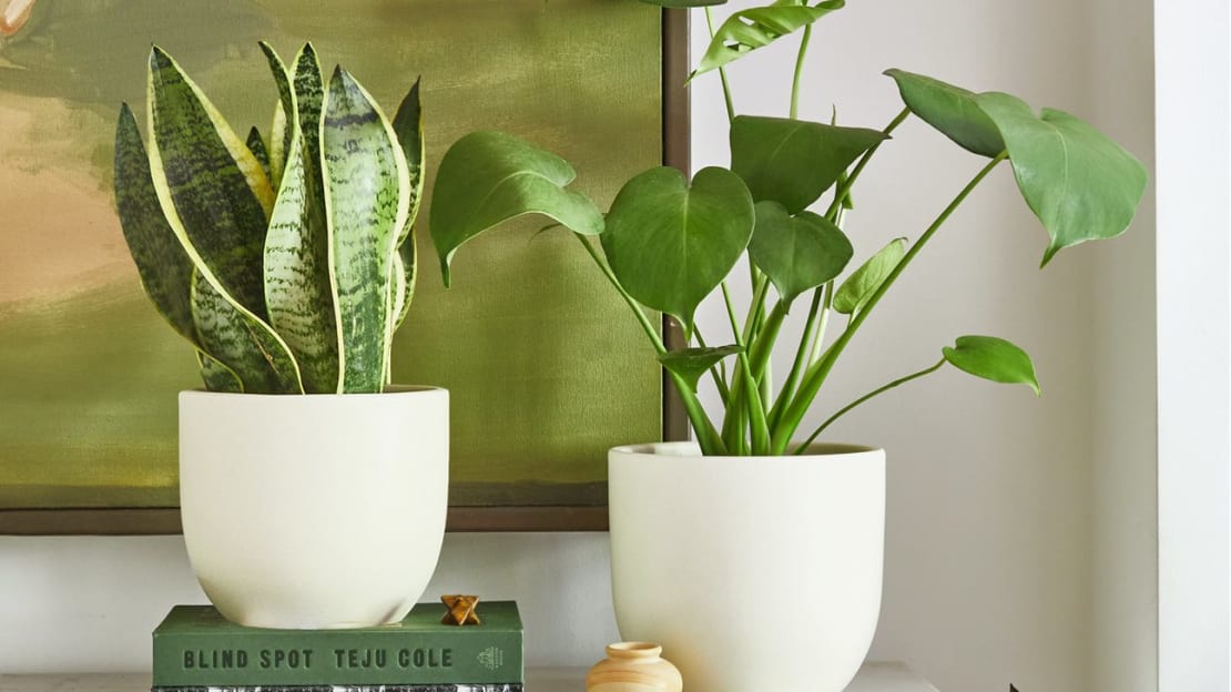 Plants Trivia Quizzes And Brain Teasers Mental Floss