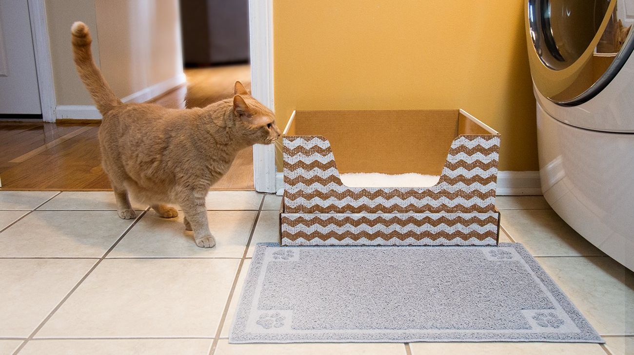 cat subscription box $10