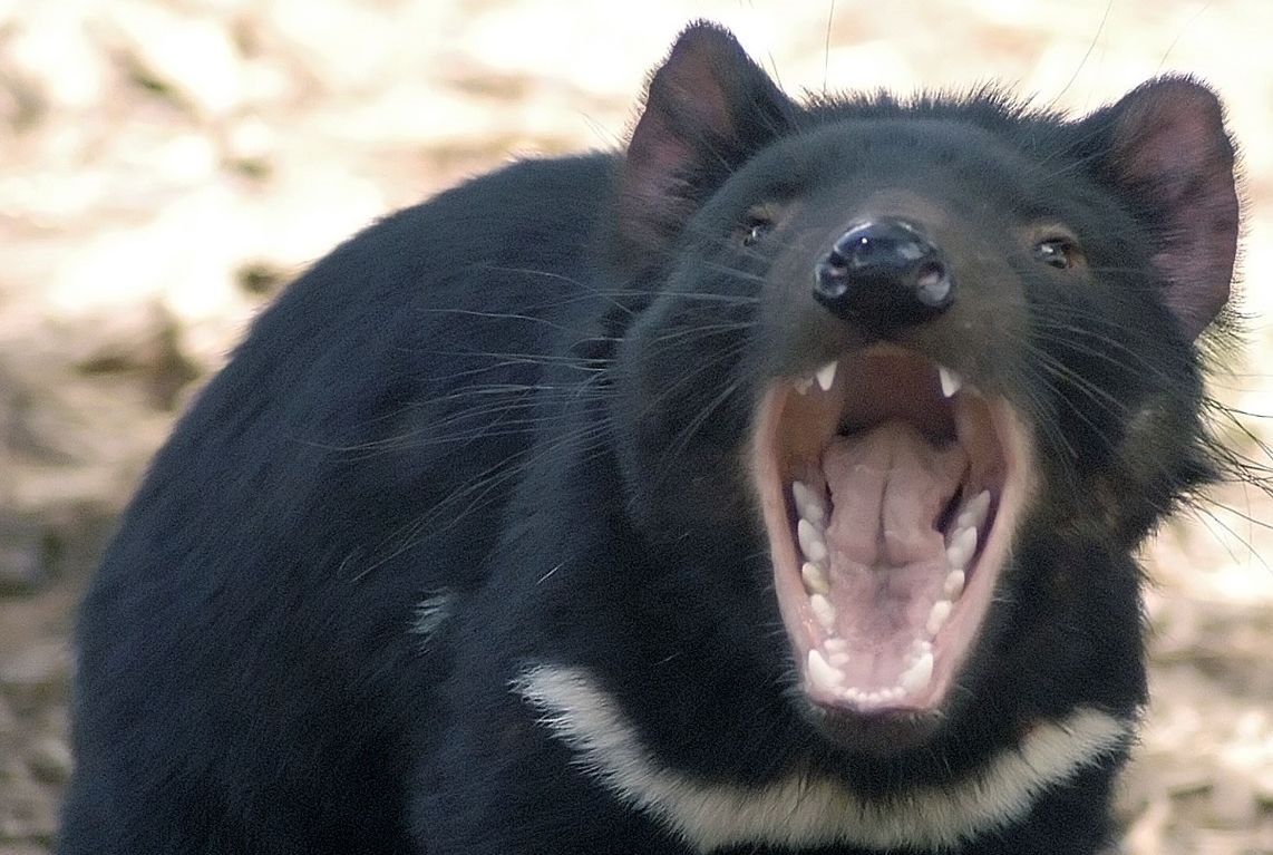 Tasmanian Devils In Australia Mental Floss