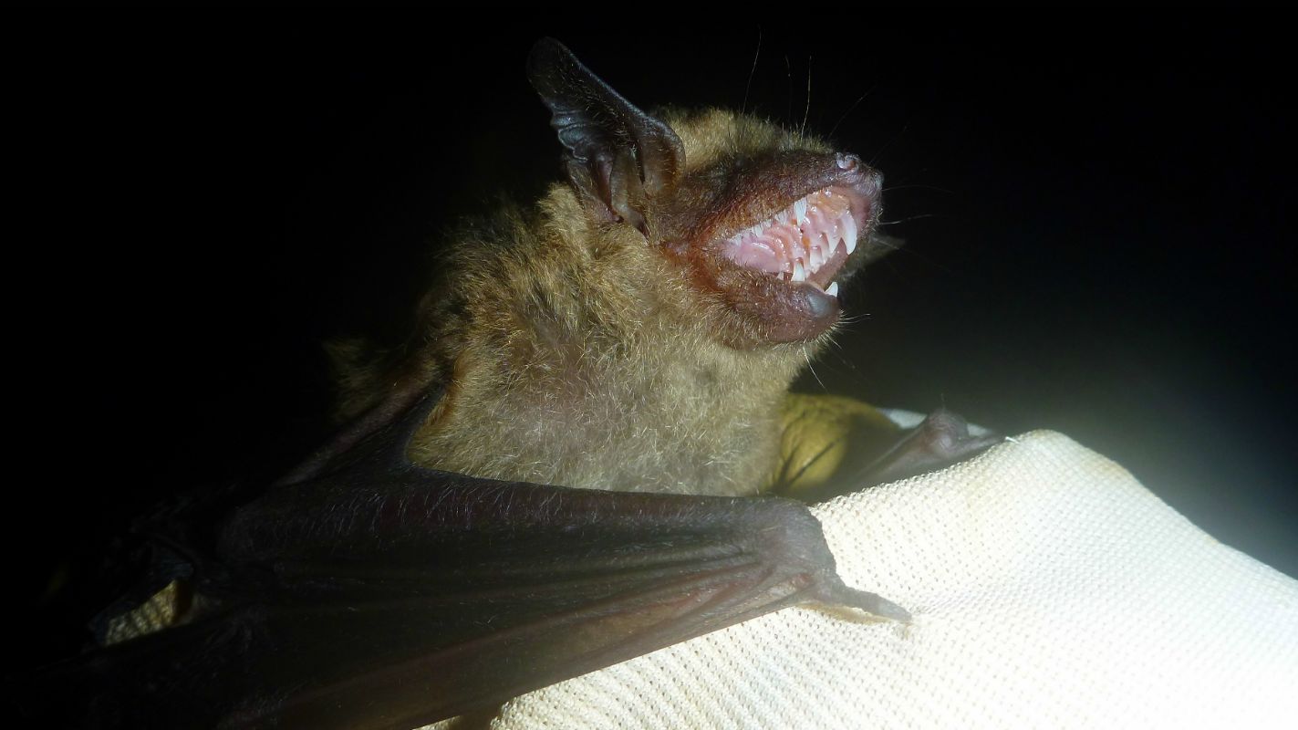 Bats Yell, Too Mental Floss