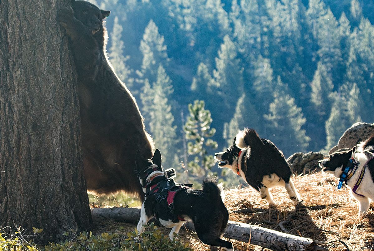 dogs for bear protection