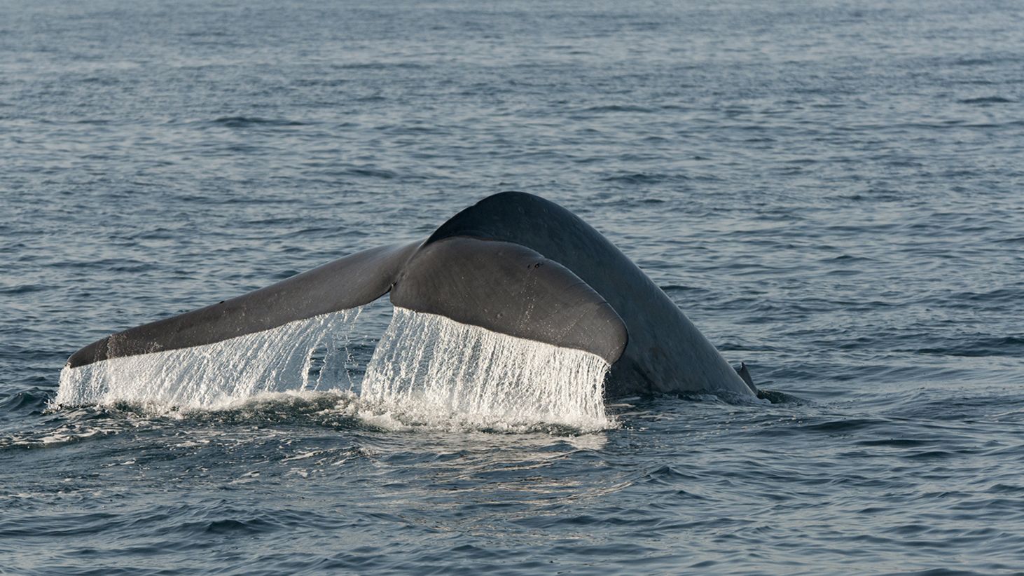 Scientists Think They Know How Whales Got So Big | Mental Floss