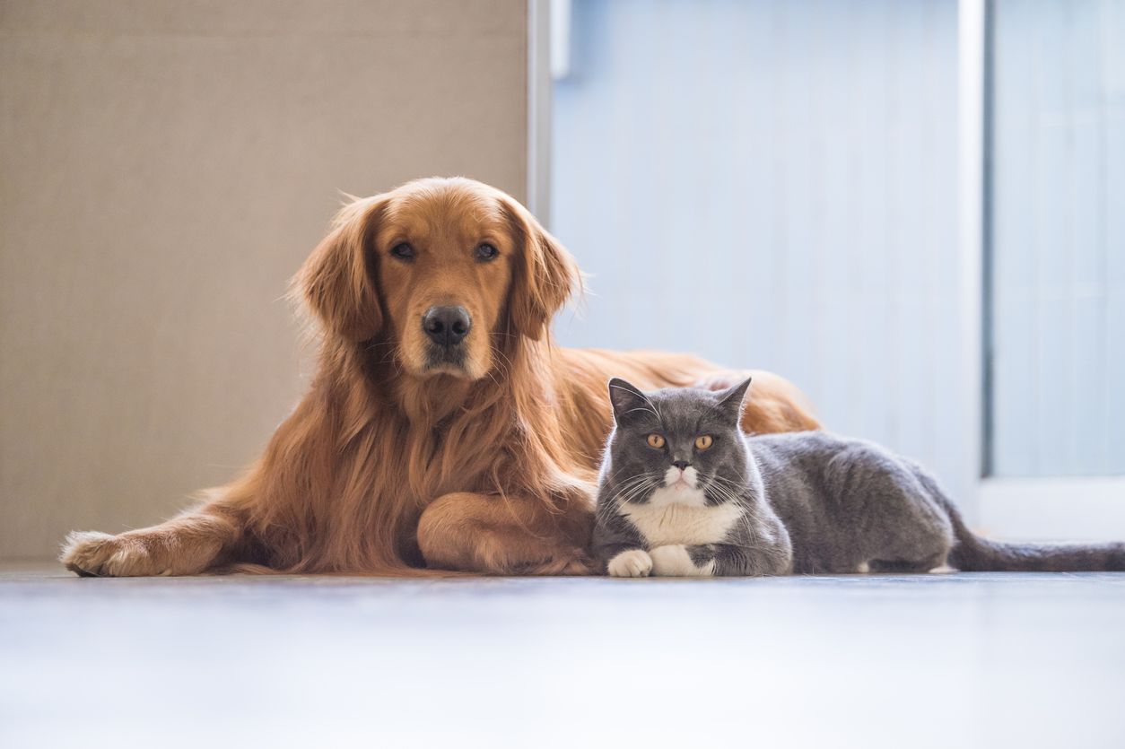 how to get your cat to like your dog
