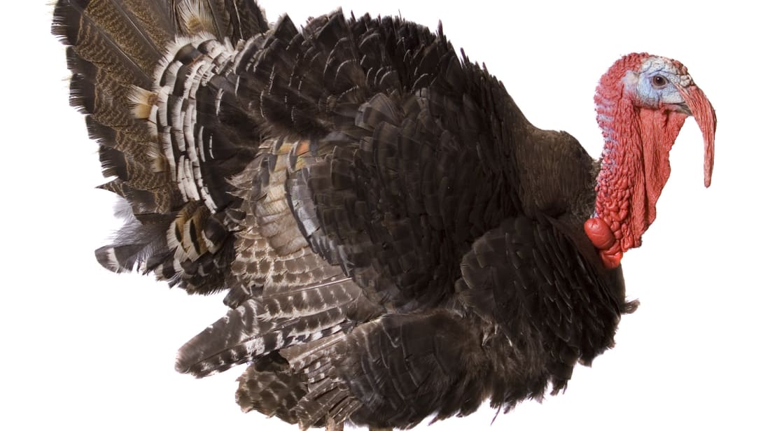 iStock