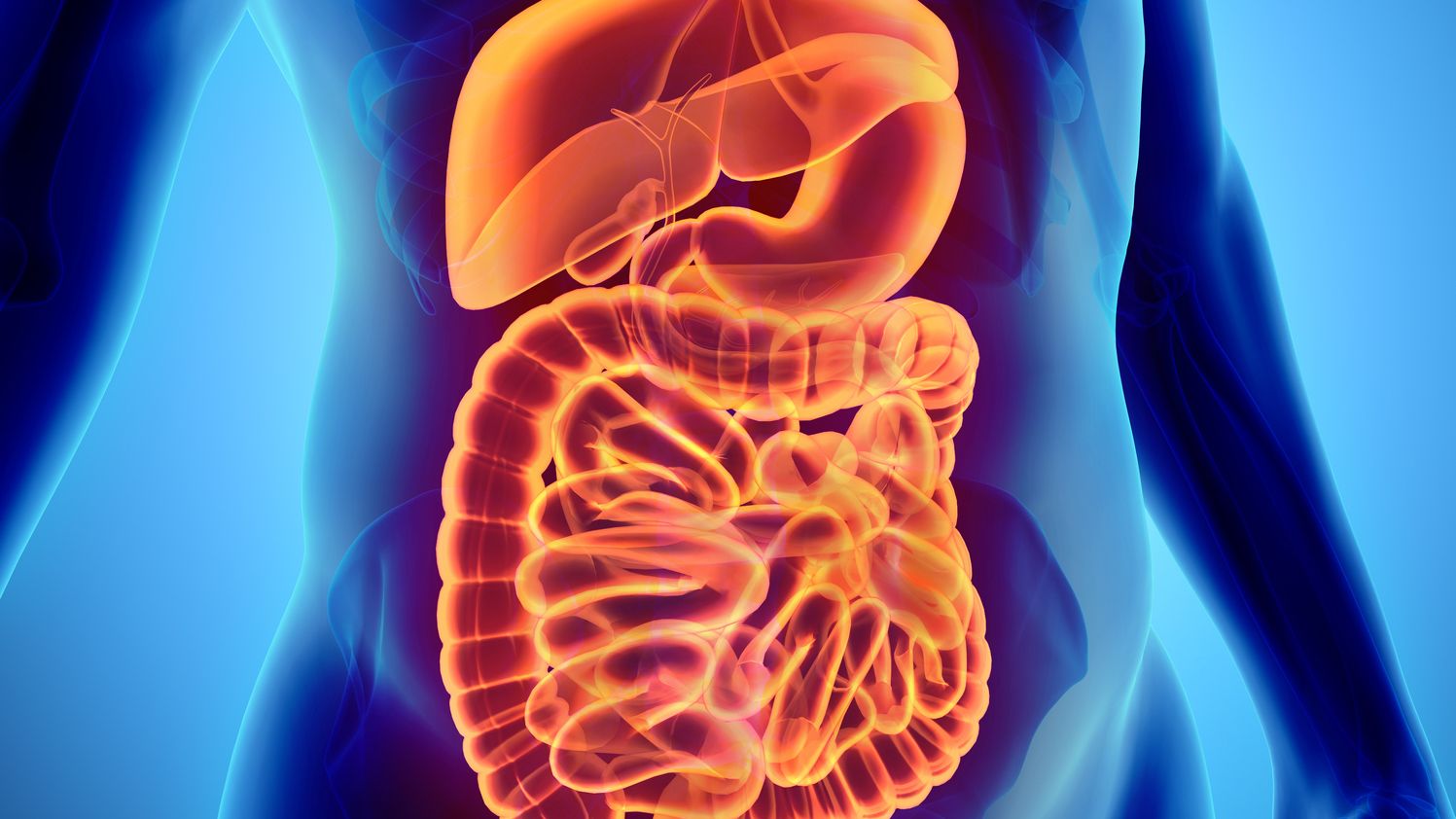 12 Facts About Your Digestive System Mental Floss