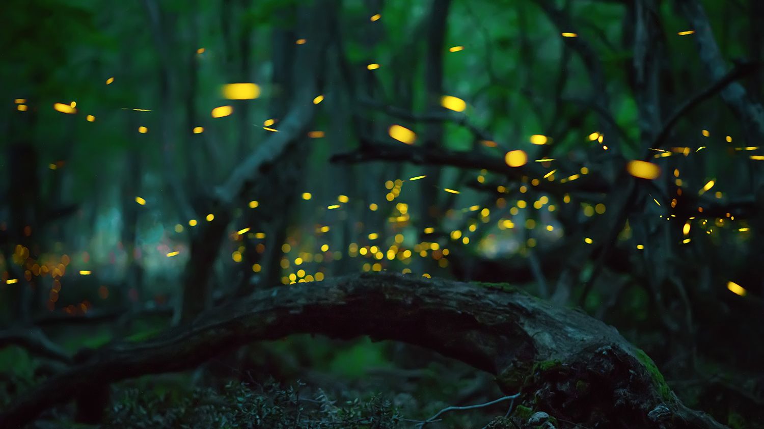 The Great Smoky Mountains' Incredible Firefly Light Show Mental Floss