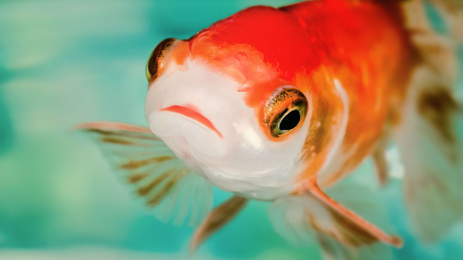Goldfish Can Get Depressed, Too Mental Floss
