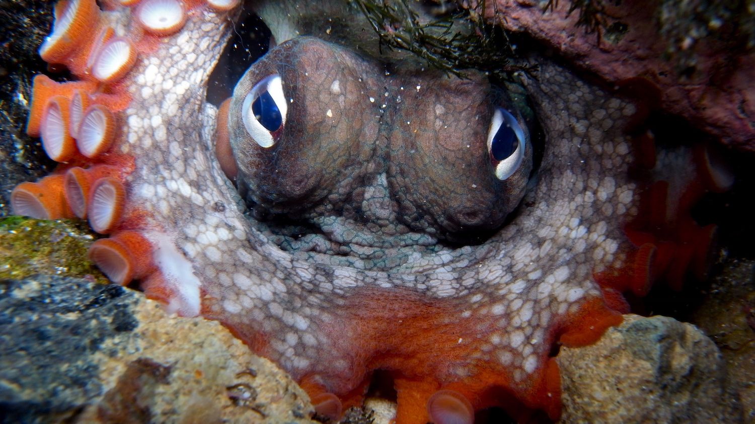 Scientists are discovering “Octlantis”, a busy octopus city