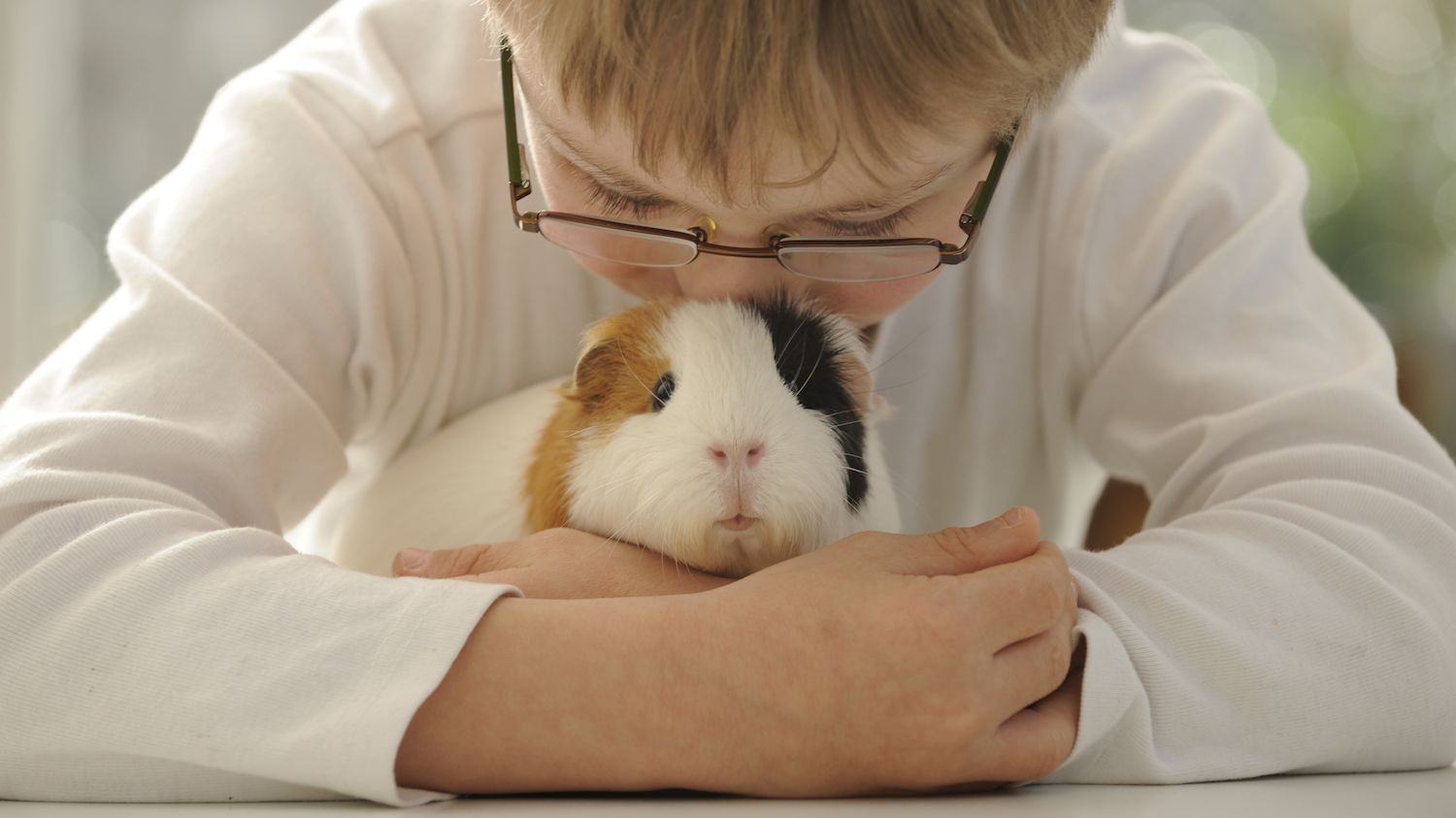 It S Illegal To Own Only One Guinea Pig In Switzerland Mental Floss
