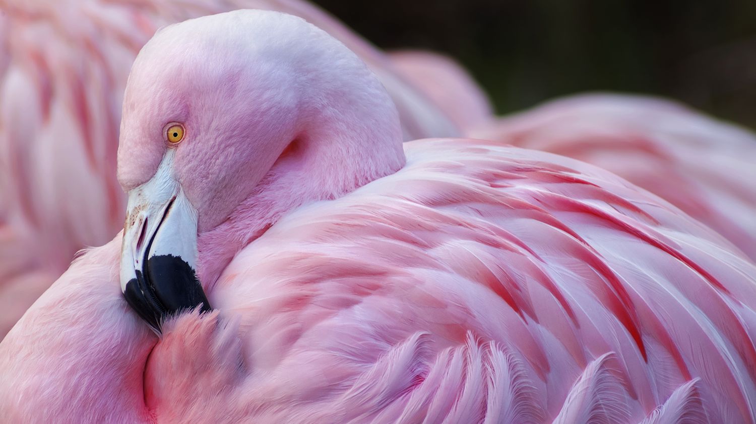 giant pink flamingo youtube