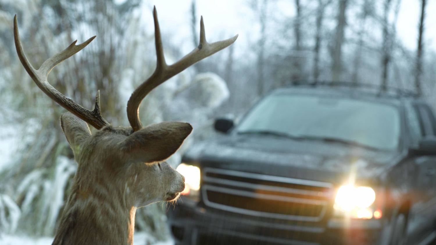 The Animal Most Likely to Kill You in Each State Mental Floss