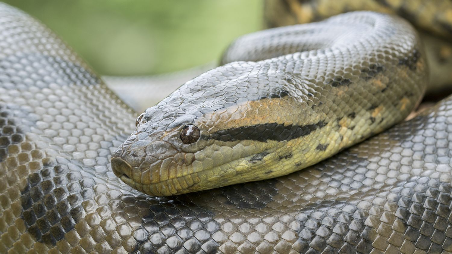 Yellow Anaconda Anaconda Teeth