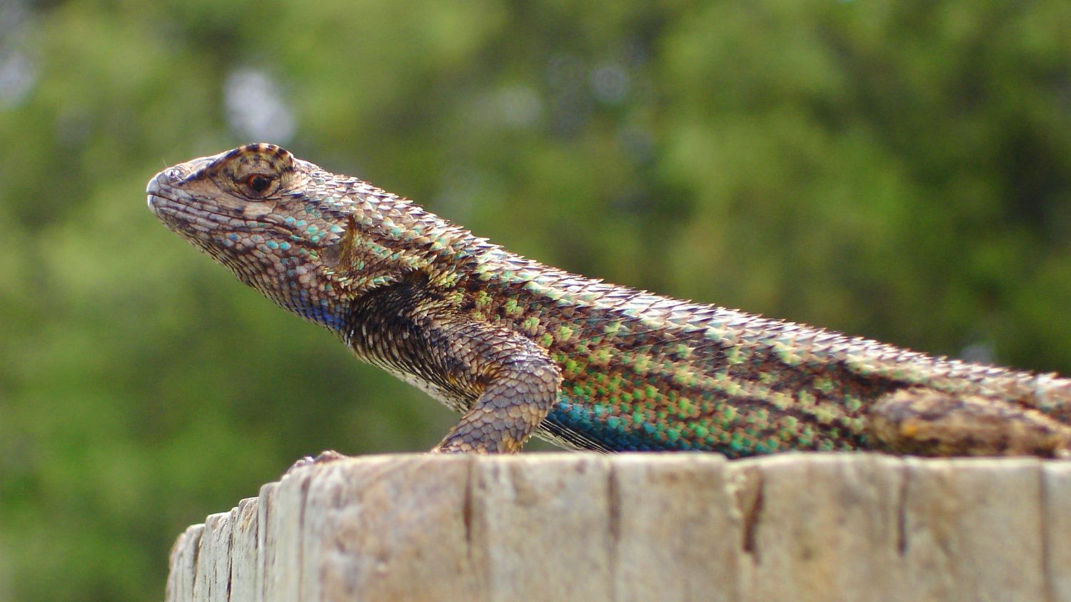 Wild Lizards Care What You're Wearing Mental Floss