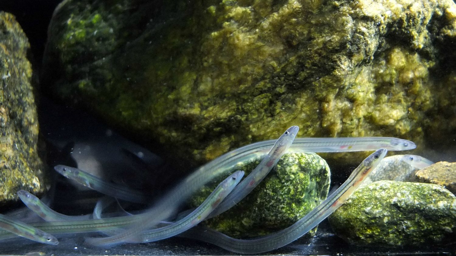 Baby Eels Migrate by Following Magnetic Fields | Mental Floss