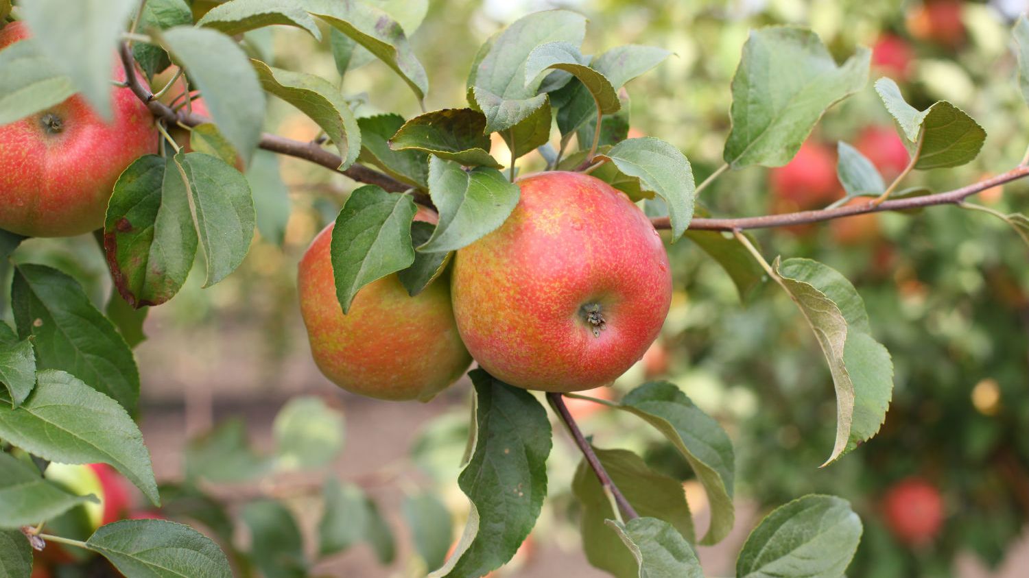 Why Do Honeycrisp Apples Cost So Much? Mental Floss
