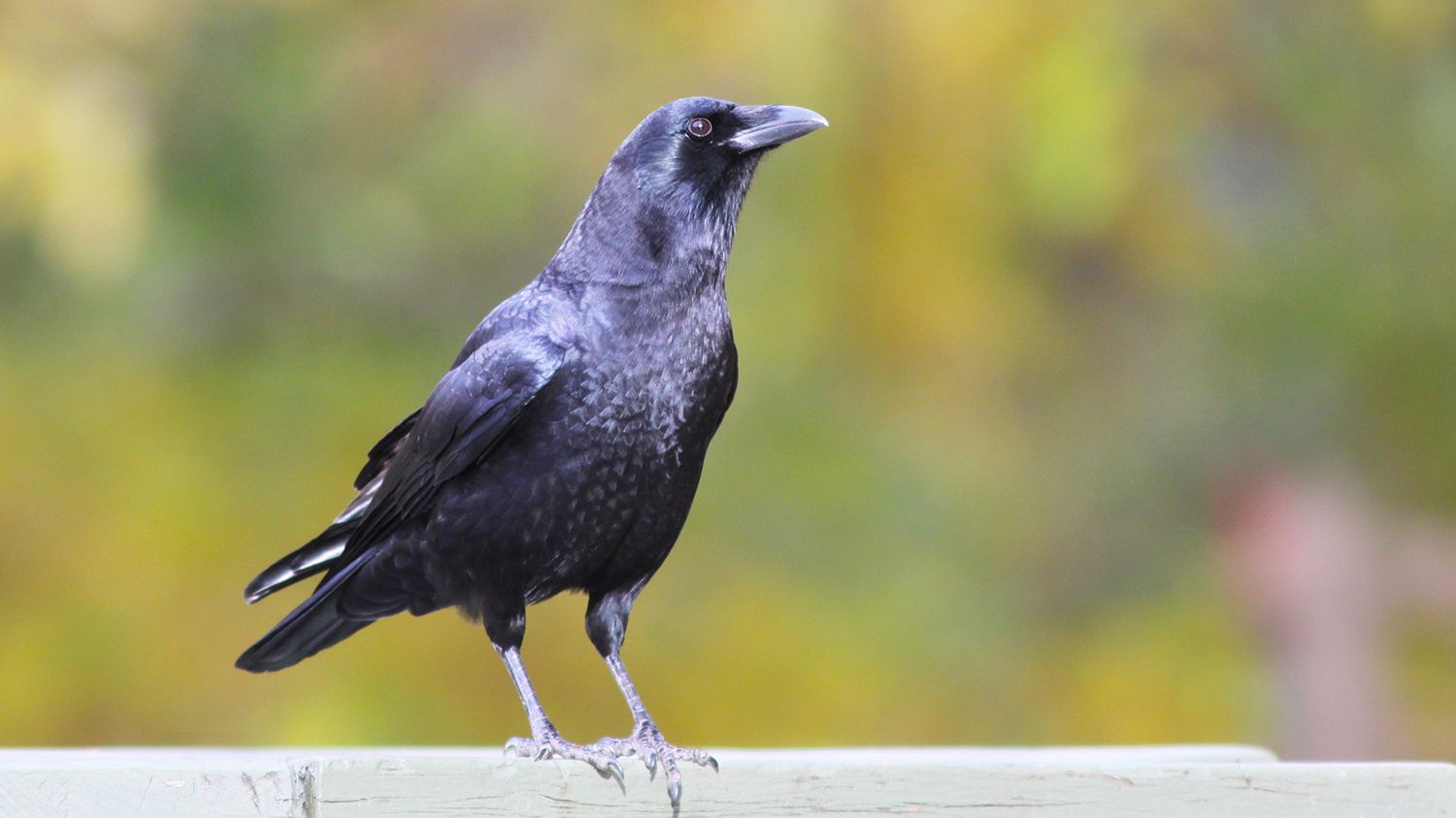 crow s