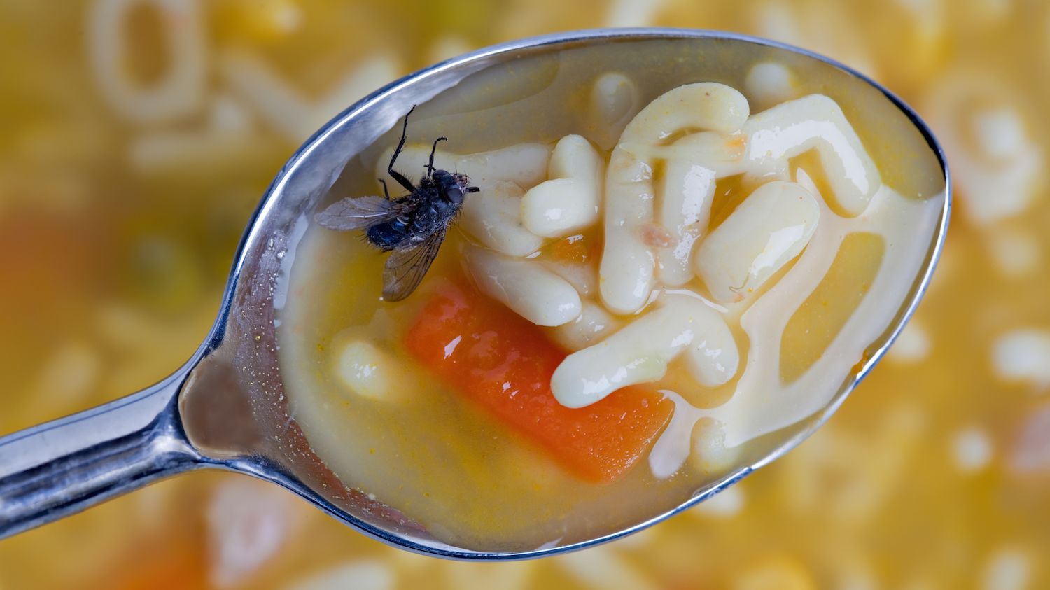 What Happens When a Fly Lands on Your Food? | Mental Floss