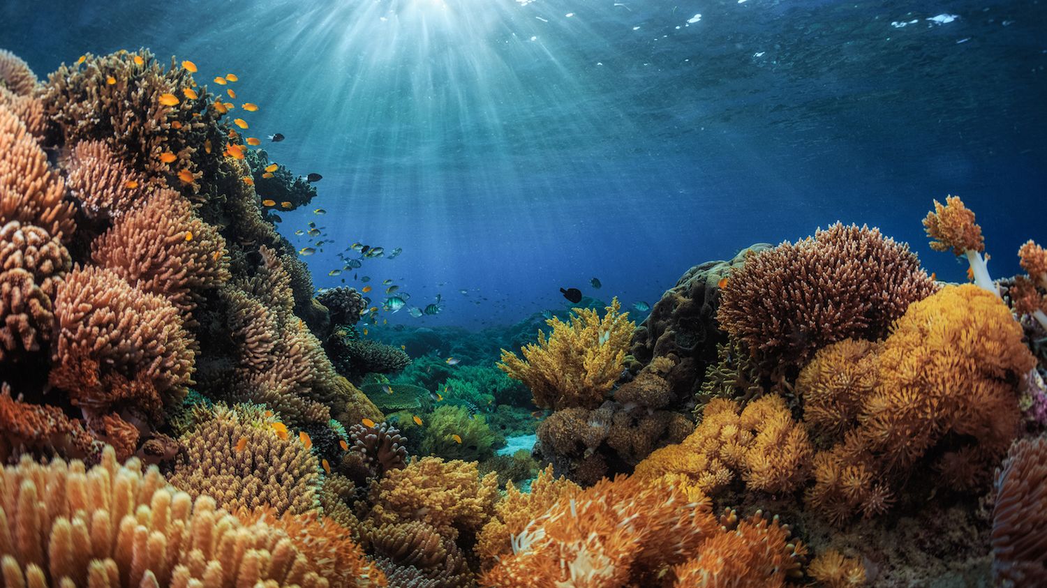 A Coral Reef in Mexico Just Got Its Own Insurance Policy