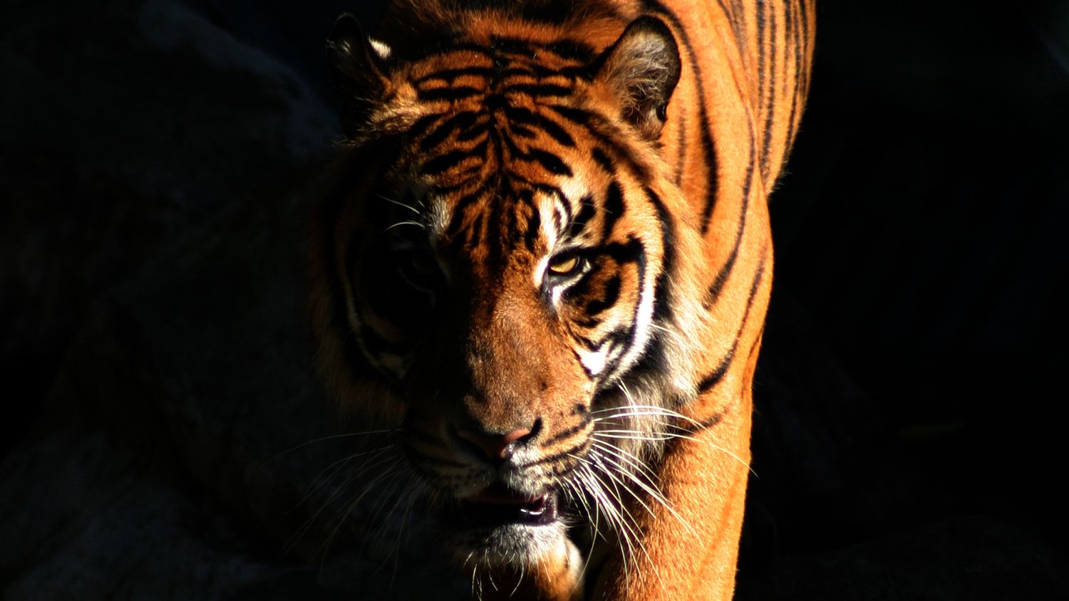 The Tiger that Briefly Terrorized 19th Century London | Mental Floss