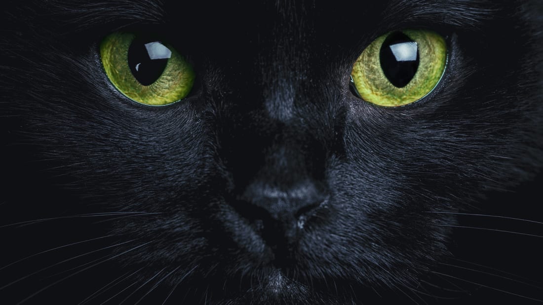 7 Superstitions About Cats From Around The World | Mental Floss