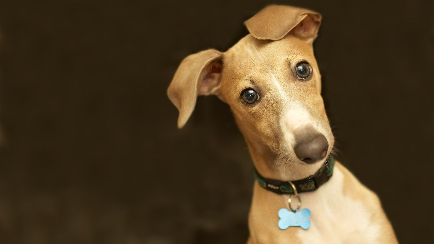 St Guinefort The Dog Venerated As A Saint Mental Floss