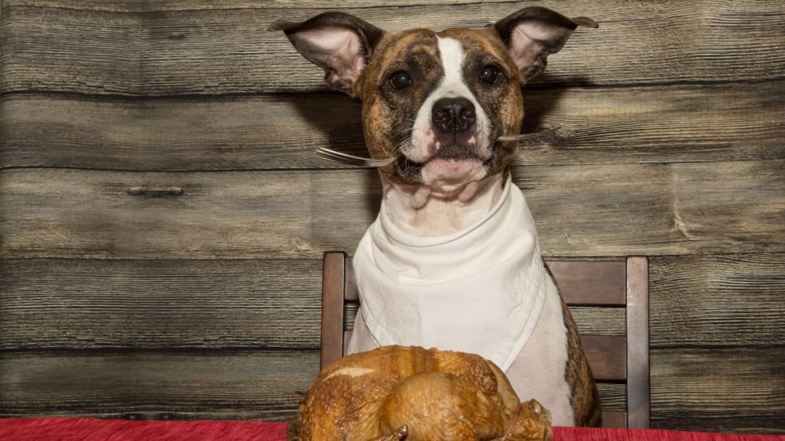 Even what the dog eats takes on a special significance on Thanksgiving.