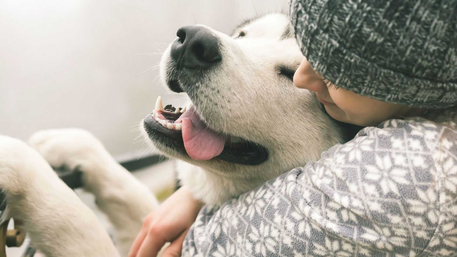 Owning a Dog May Add Years to Your Life, Study Shows Mental Floss