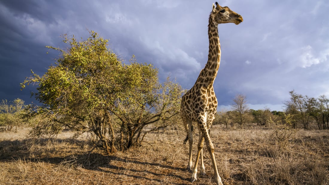 iStock