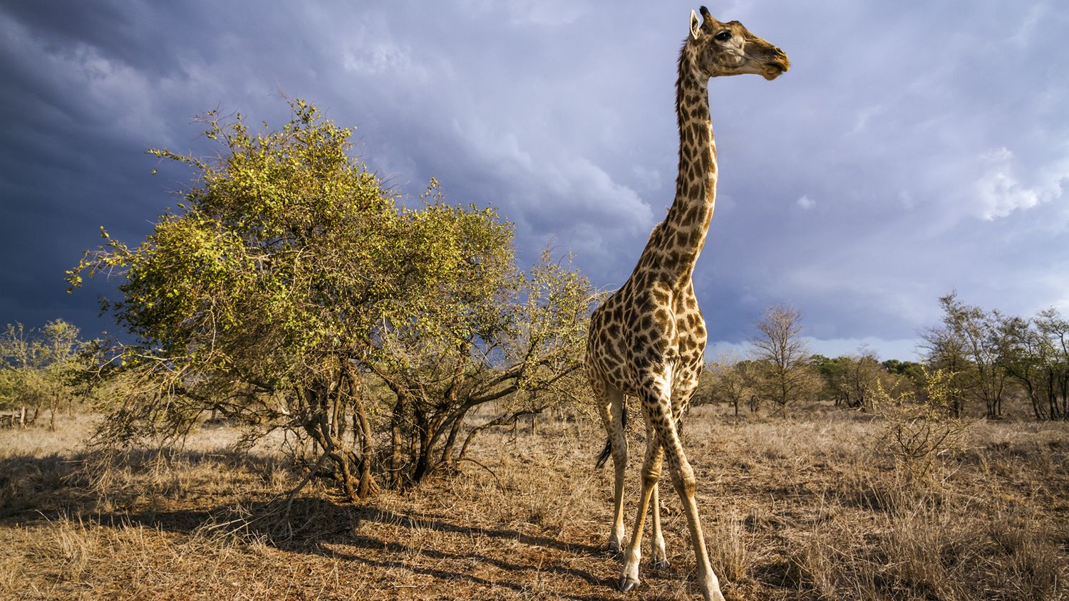 Morning Cup of Links Are Giraffes Lightning Rods? Mental Floss