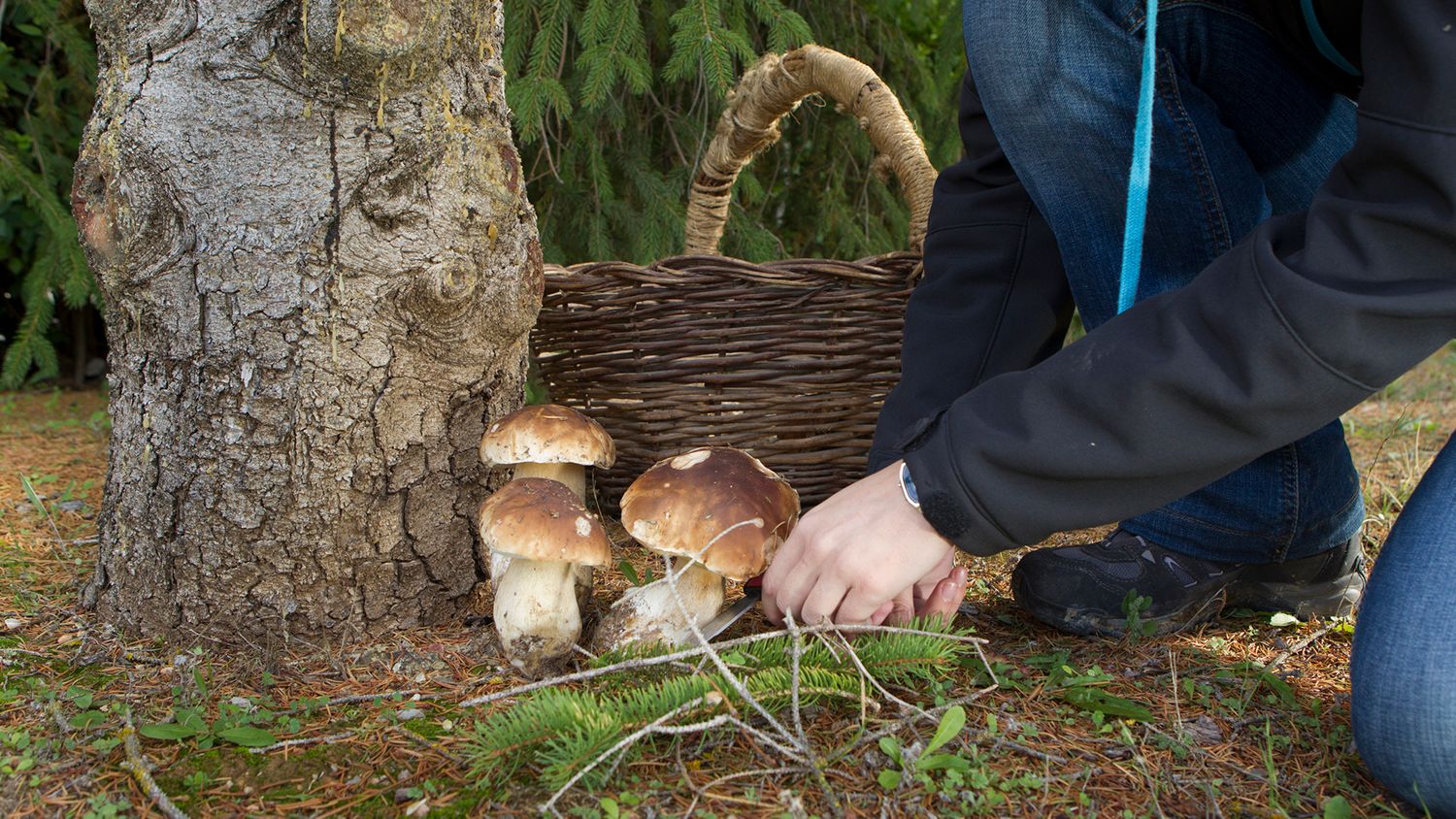 Can Dogs Eat Mushrooms Learn What S Safe For Your Pet Grocycle
