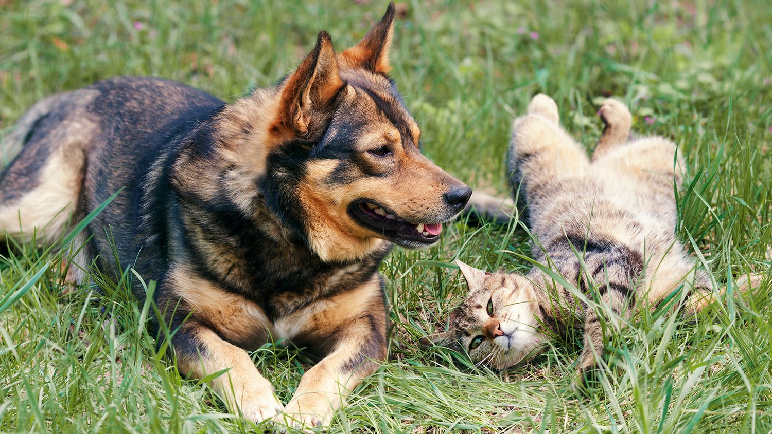 Are Cats Smarter Than Dogs Mental Floss