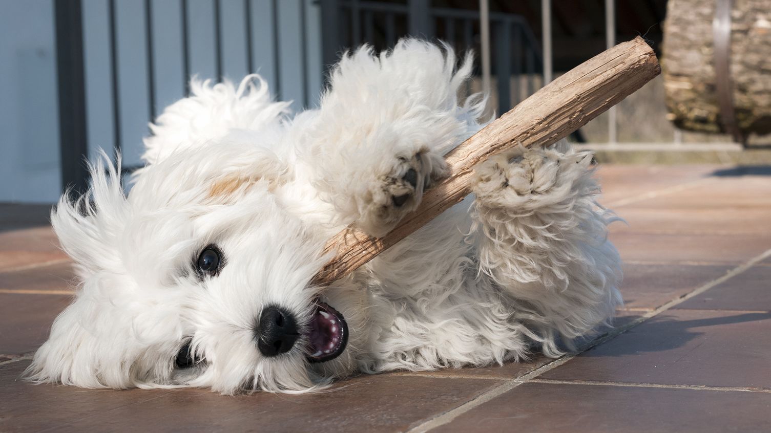 Why Is My Dog Obsessed With Chew Toys? Mental Floss
