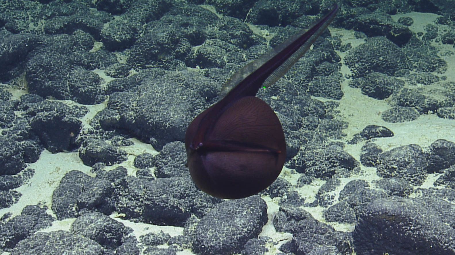 Watch Gulper’s eel inflate like a terrifying balloon