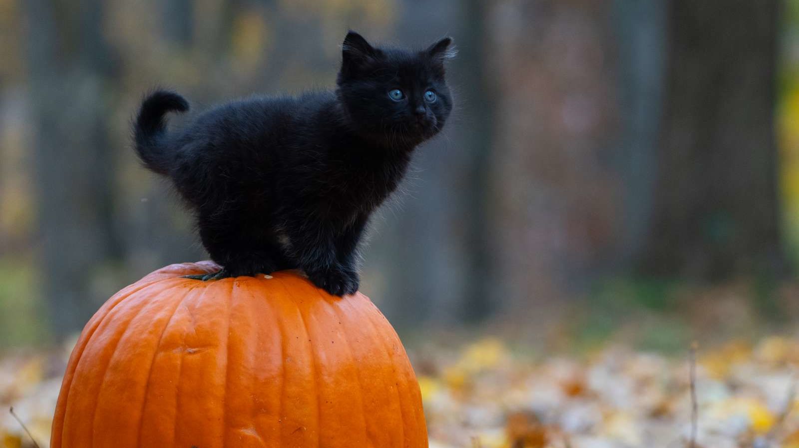 15 Urkutucu Halloween Gelenegi Ve Kokenleri