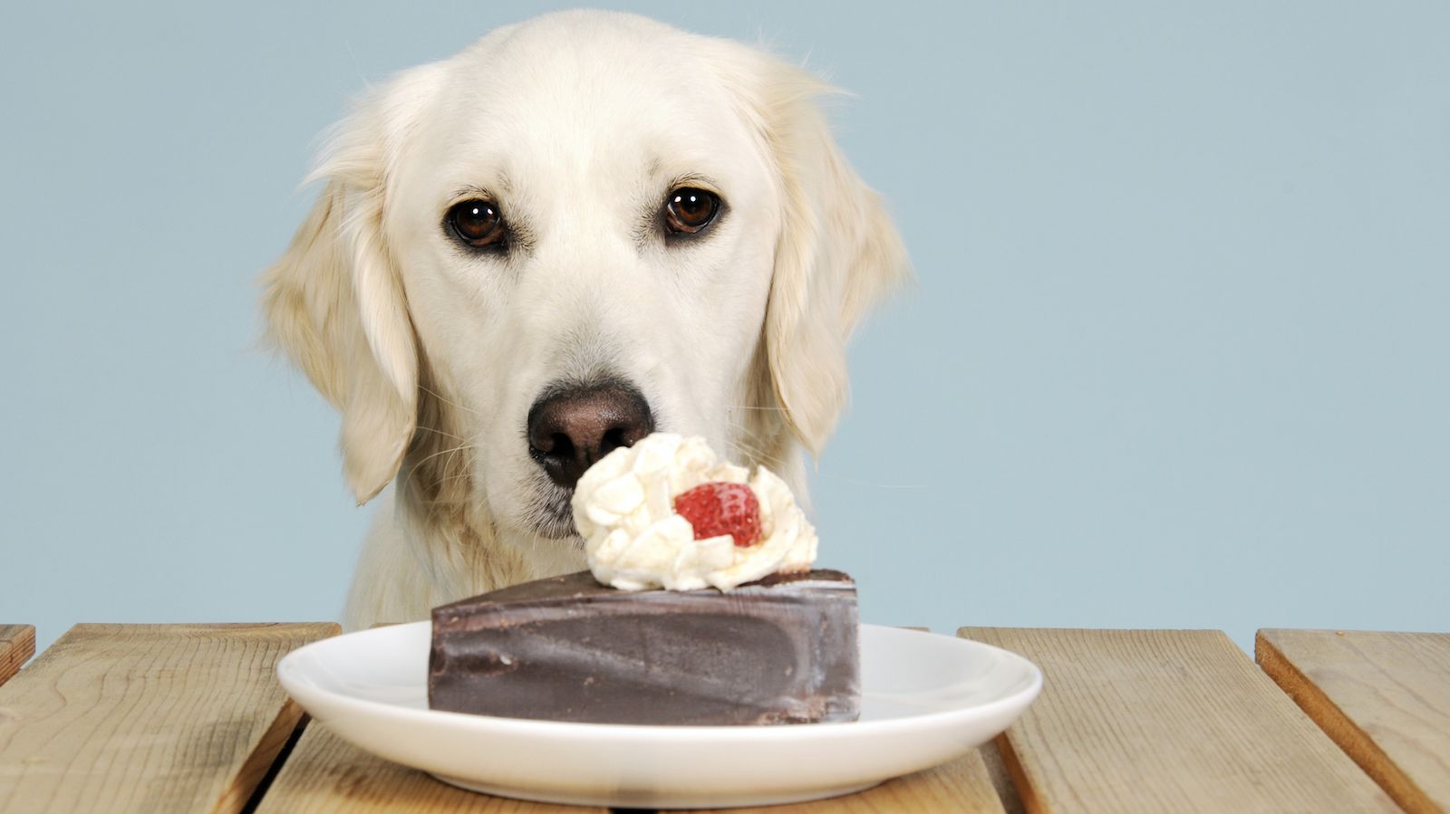 Why Can't Dogs Eat Chocolate? Mental Floss