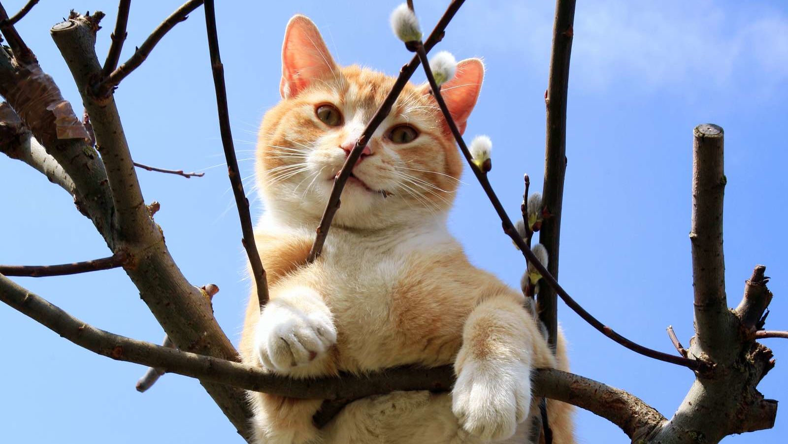 a cat stuck in a tree
