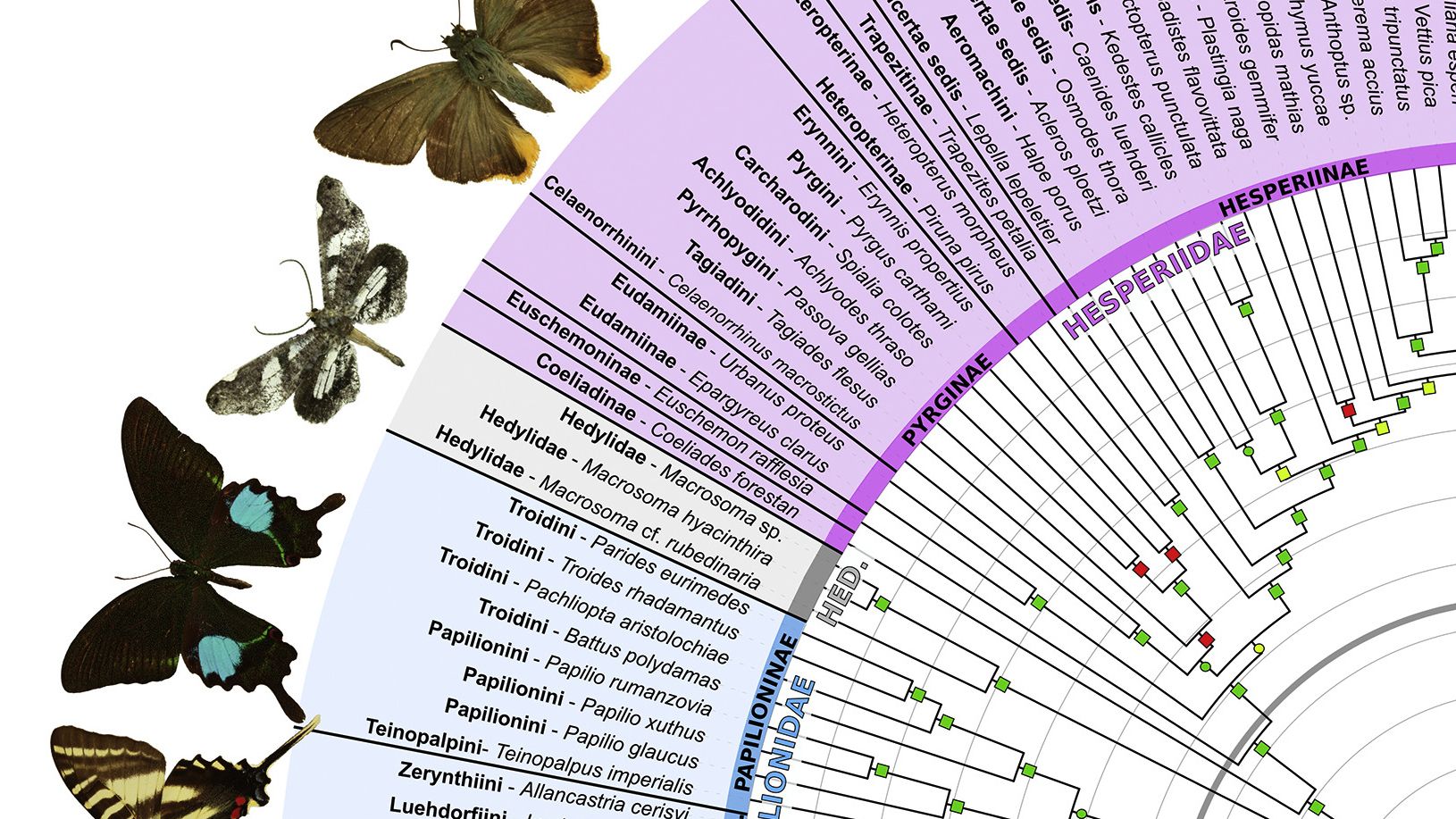 Scientists Reveal the Most Comprehensive Map of Butterfly Evolution