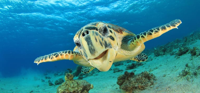 Sea turtles in Israel are being saved by mayonnaise.
