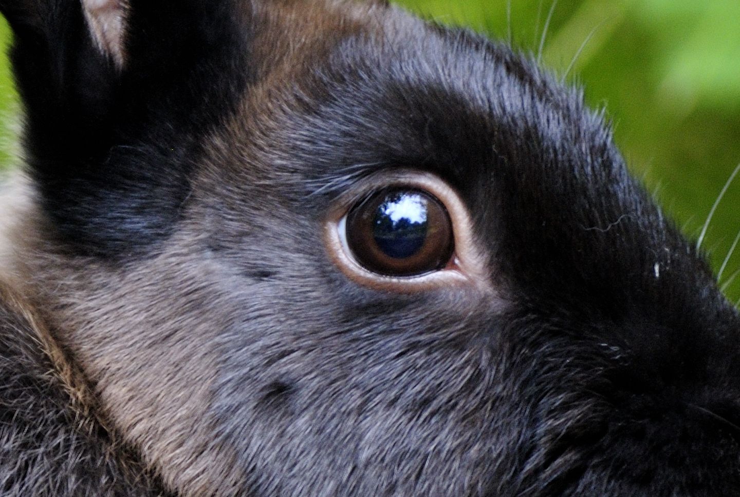 The Bird Or Bunny Optical Illusion Could Have You Second Guessing