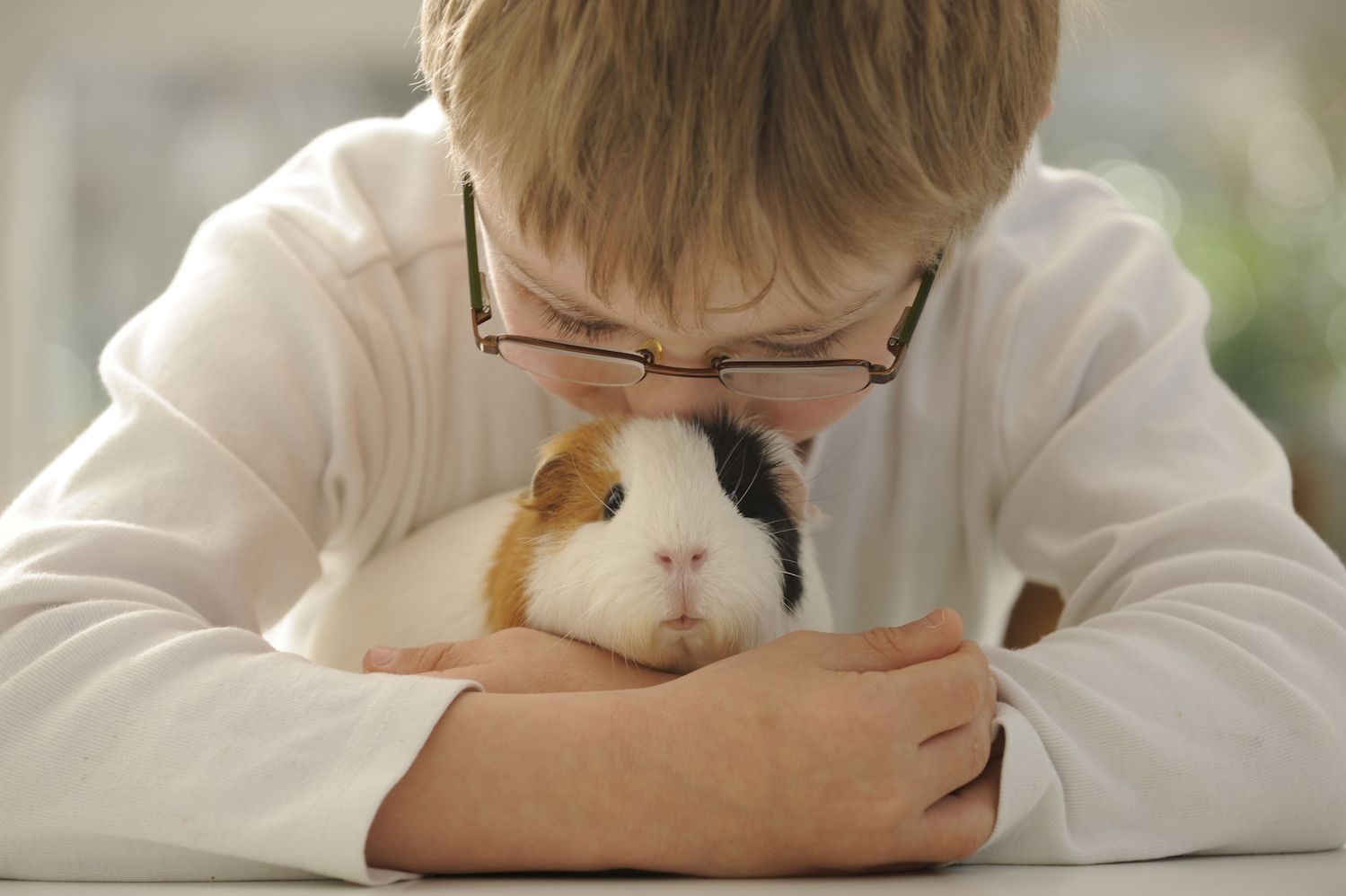 It's Illegal to Own Only One Guinea Pig 